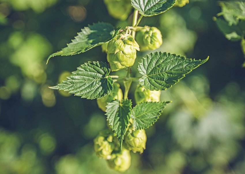 The flavor, aroma, and yield of hops are all critical pieces of the puzzle as UF/IFAS researchers try to meet the growing needs of the craft beer market.